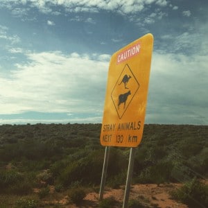 Kangaroo - cow road sign - Australie