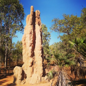 Les termitières cathédrales - Litchfield National Park