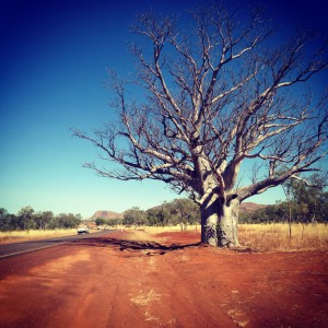 Baobab sur la route - Northern Territory
