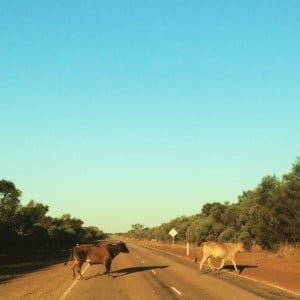 Abbey road version OZ - Northern Territory