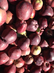 Fruit Picking _pommes - Australie