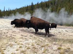Bisons à Old Faithful - Yellowstone - USA - Octobre 2015