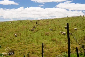 Moutons de Nouvelle-Zélande
