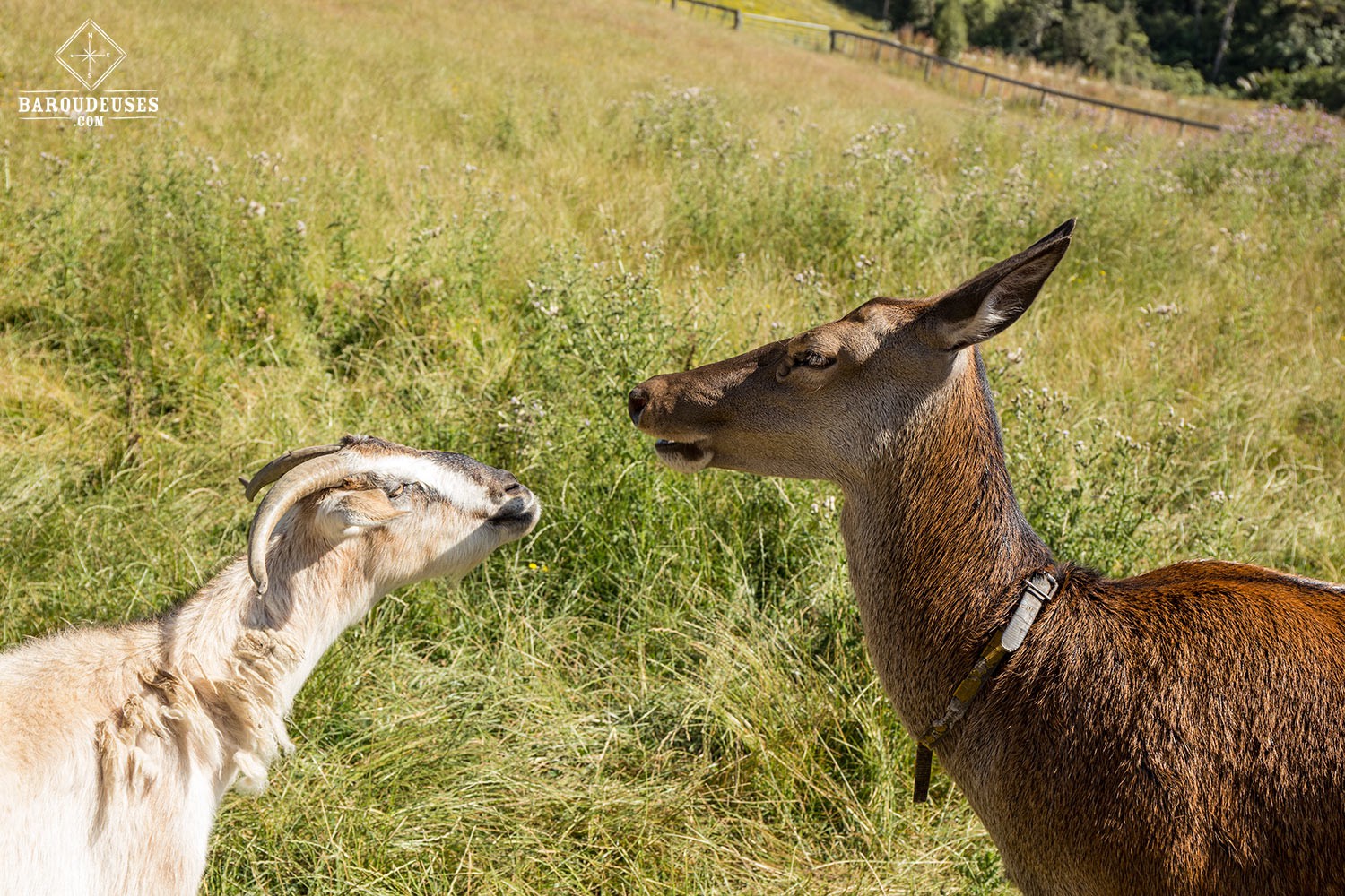Chèvre et biche - Waitomo dans une auberge de jeunesse qui proposait des volontariats