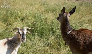 Chèvre et biche - Waitomo