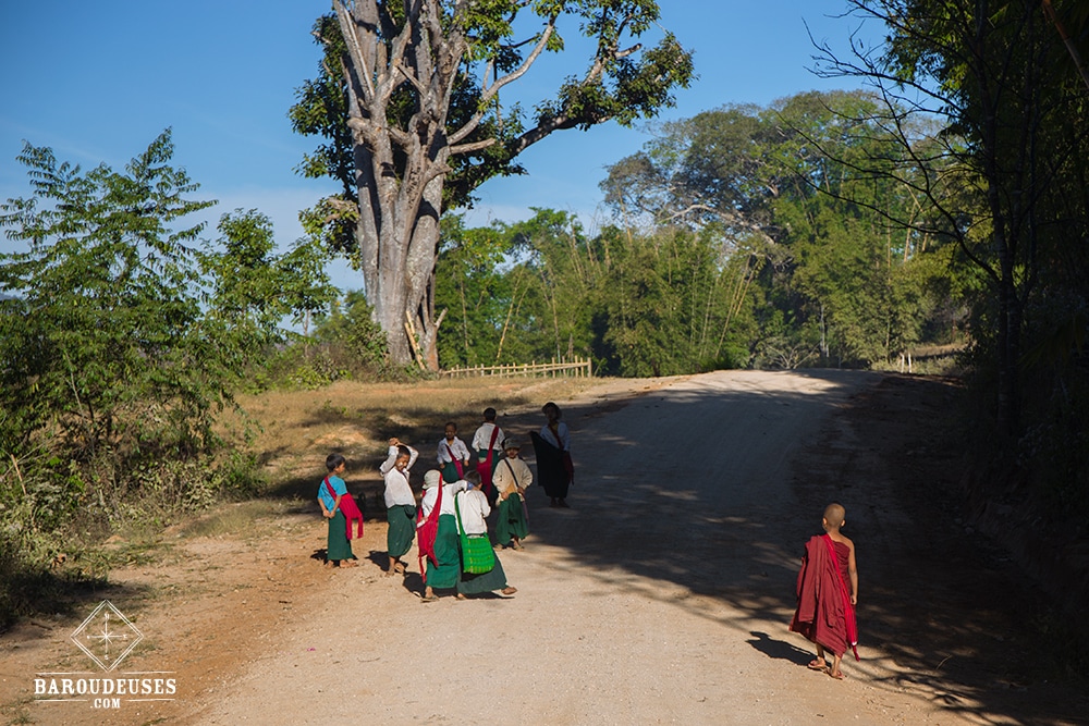 Birmans en route pour l'école versus moinillon