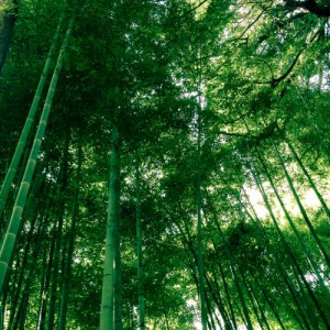 Forêt de bambous - Kyoto