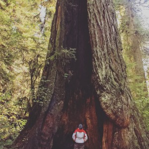 Le Hobbit à Redwood National Park