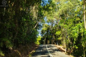 Sur la route - Daintree Rainforest