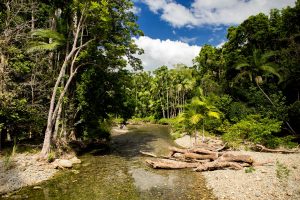 Daintree Rainforest - Australie