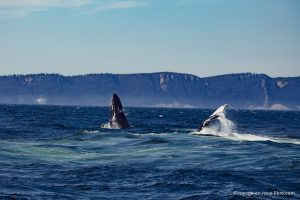 Baleines à bosse - Forillon - Québec