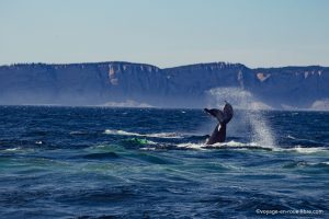 Baleines à bosse - Forillon - Québec
