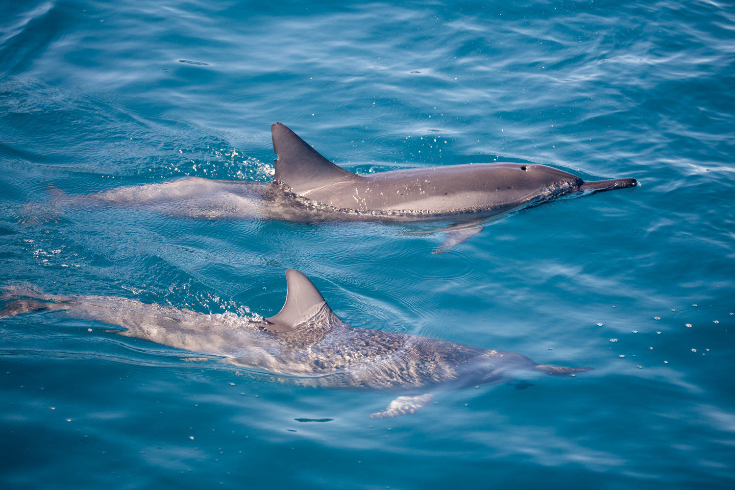 Des spinners Dolphins, jouent avec notre bateau dans les eaux de Kauaï, à Hawaï