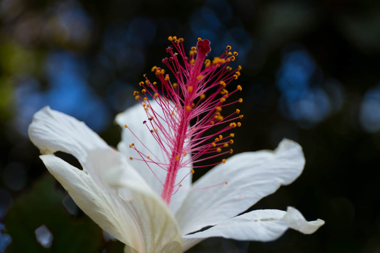 Fleur Hawaienne en gros plan