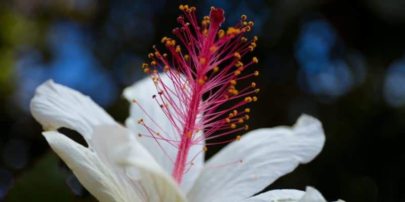 Fleur Hawaienne en gros plan