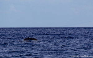Pacific Whale Foundation - Hawaï