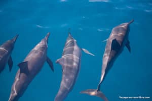 spinner dolphins - Hawaï