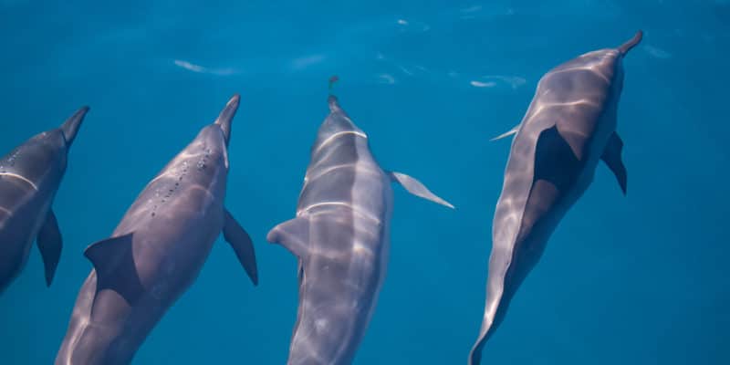 spinner dolphins - Hawaï