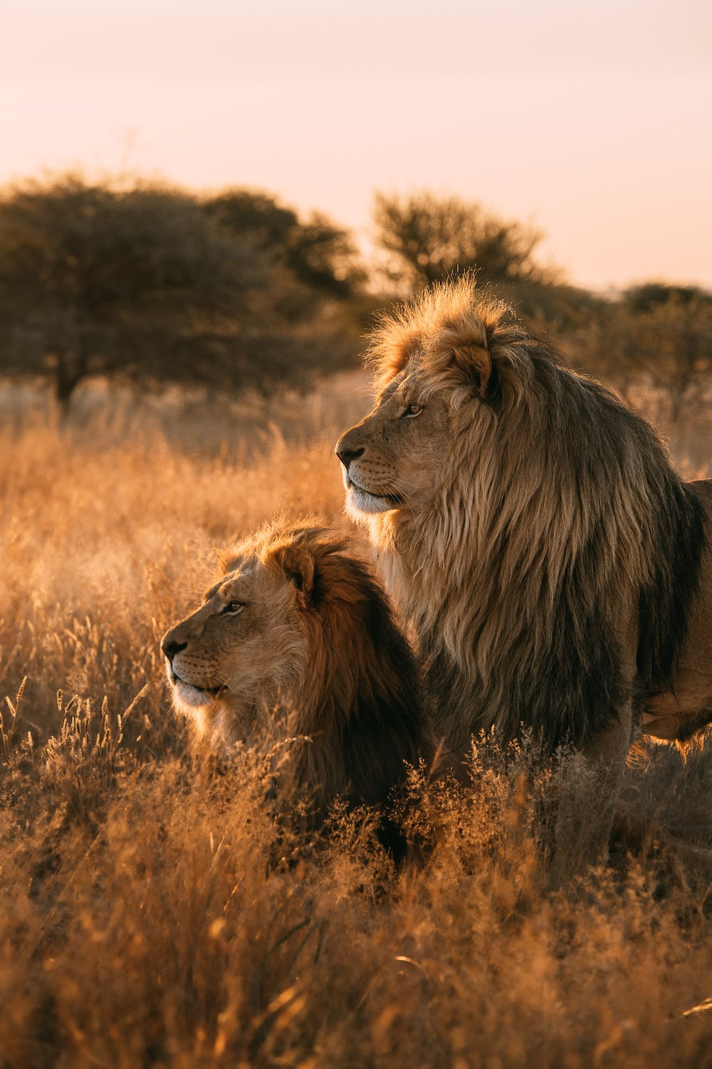 Photo animalière - lions - Johan Lolos